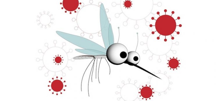 Dengue Fever or COVID-19? How to Tell The Difference